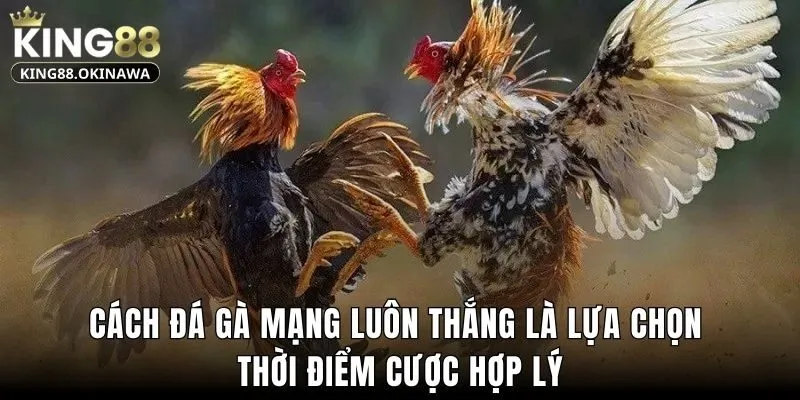 Cách đá gà mạng luôn thắng là lựa chọn thời điểm cược hợp lý