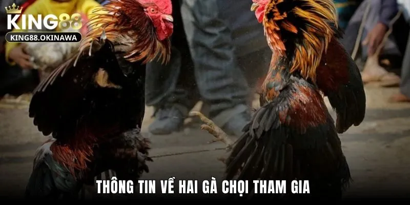 Thông tin về hai gà chọi tham gia 