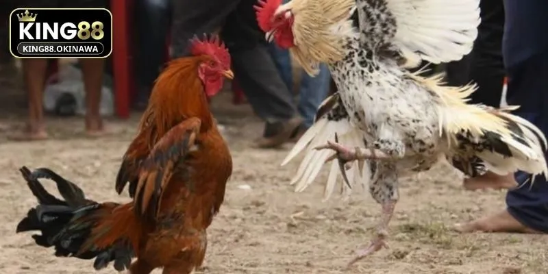 Ảnh hưởng của việc chọn ngày tốt khi tham gia đấu kê